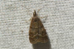 Scoparia penumbralis