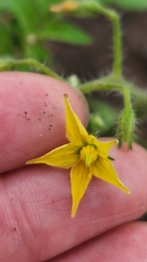 Solanum lycopersicum