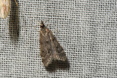 Scoparia penumbralis