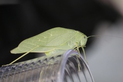 Microcentrum rhombifolium