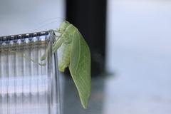 Microcentrum rhombifolium