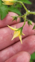 Solanum lycopersicum