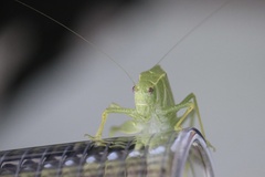 Microcentrum rhombifolium