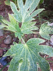 Fatsia
