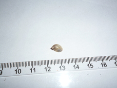 Succinea meridionalis