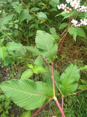 Koenigia campanulata