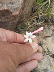 Polianthes sessiliflora