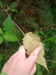Koenigia campanulata