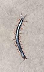 Scolopendra cingulata