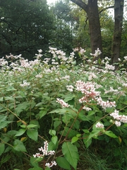 Koenigia campanulata