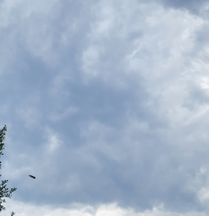 Haliaeetus leucocephalus washingtoniensis