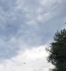 Haliaeetus leucocephalus washingtoniensis