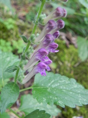 Scutellaria columnae