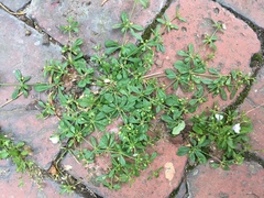 Mollugo verticillata