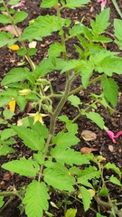 Solanum lycopersicum