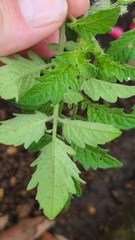 Solanum lycopersicum