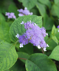Hydrangea involucrata
