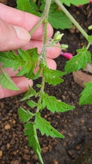 Solanum lycopersicum