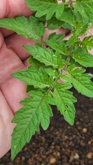 Solanum lycopersicum