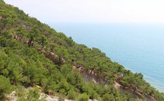 Pinus brutia pityusa