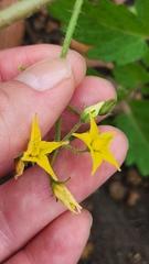 Solanum lycopersicum