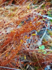 Leptobryum pyriforme