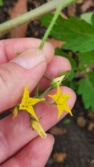 Solanum lycopersicum