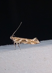 Aristotelia fungivorella