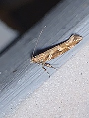 Aristotelia fungivorella