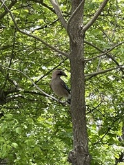 Garrulus glandarius