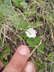Evolvulus prostratus