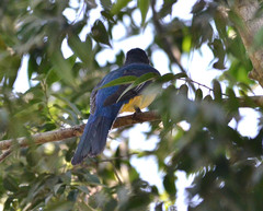 Trogon citreolus