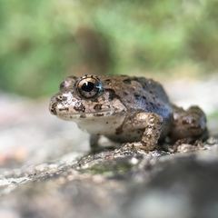 Fejervarya kawamurai