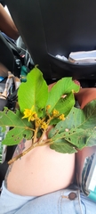 Apeiba tibourbou