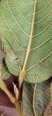 Apeiba tibourbou
