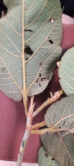 Apeiba tibourbou
