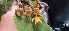 Apeiba tibourbou