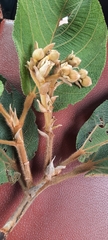Apeiba tibourbou