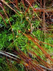 Leptobryum pyriforme