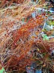 Leptobryum pyriforme