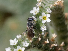 Anthophila