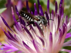 Megachile apicalis