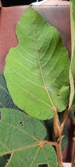 Apeiba tibourbou