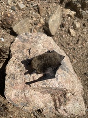 Myotis thysanodes