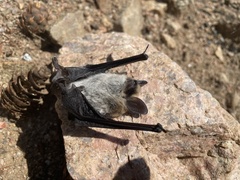 Myotis thysanodes