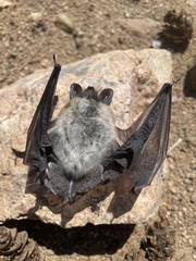 Myotis thysanodes