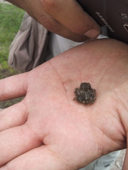 Anaxyrus compactilis