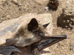 Myotis thysanodes
