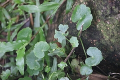 Hydrocotyle nepalensis