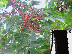 Zanthoxylum rhoifolium